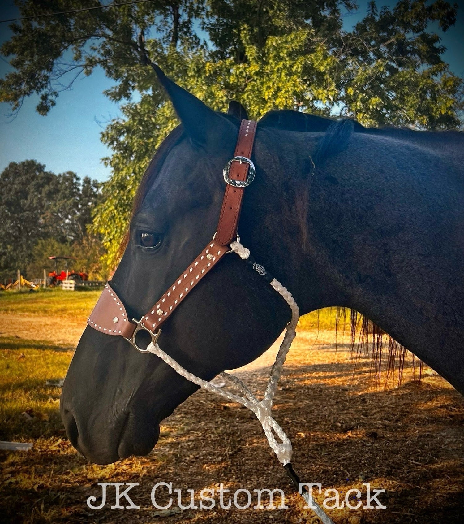 Equine