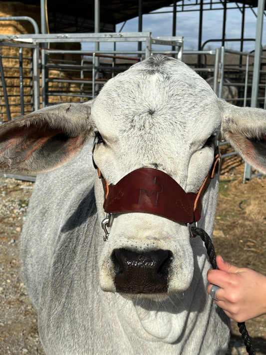 All Leather Cattle Show Halter