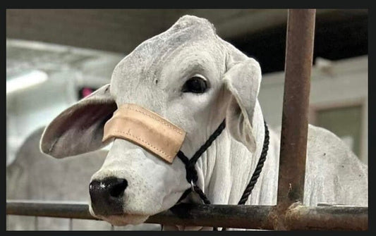 Muletape Cow Halter with Leather Noseband Customizeable!