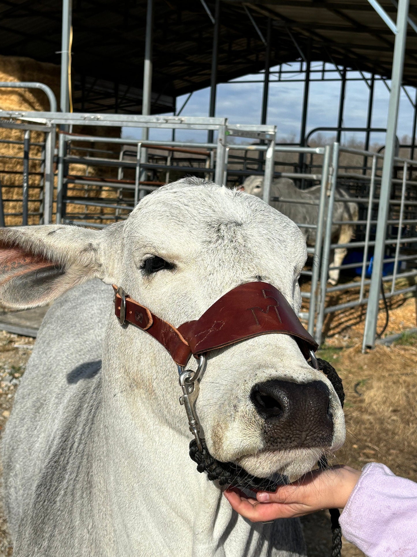 All Leather Cattle Show Halter