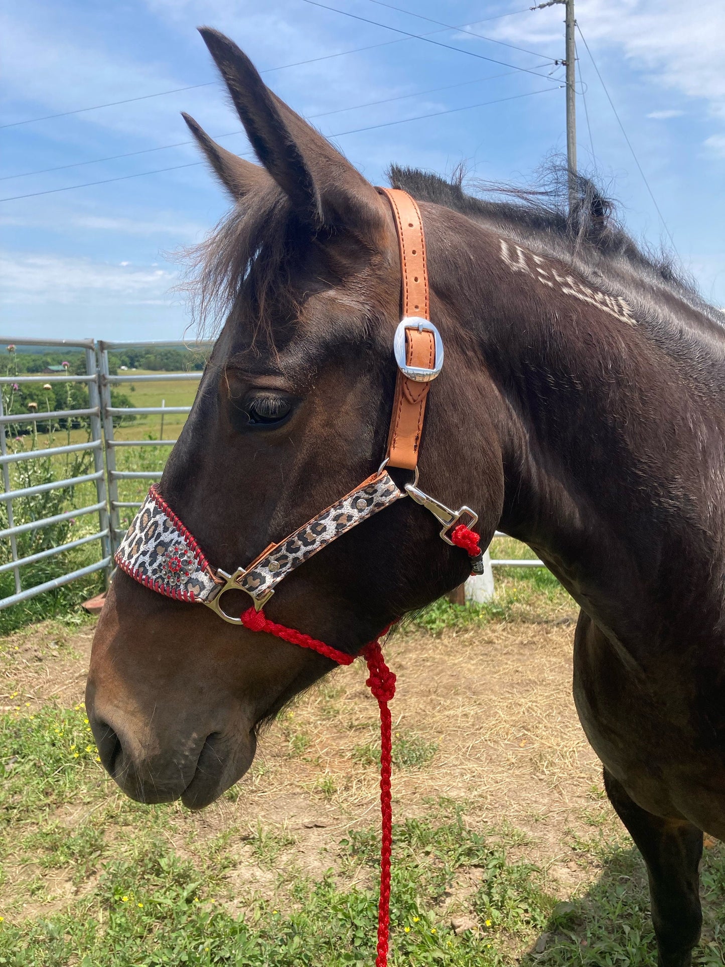 Horse Halter H1 w/ lead rope